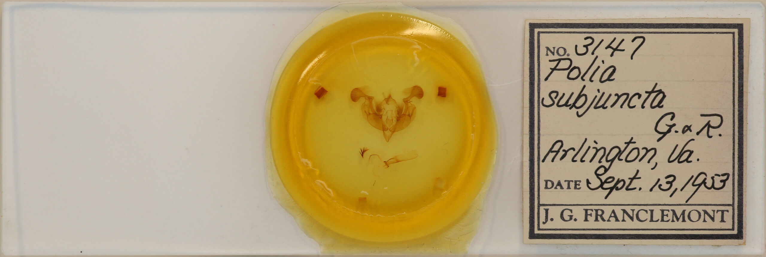 slide view of adult Lacanobia subjuncta