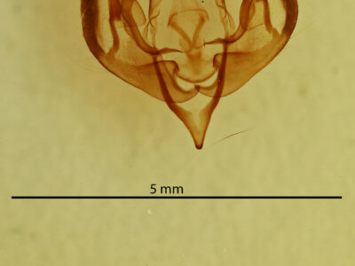 genitalia view of adult Lacinipolia implicata