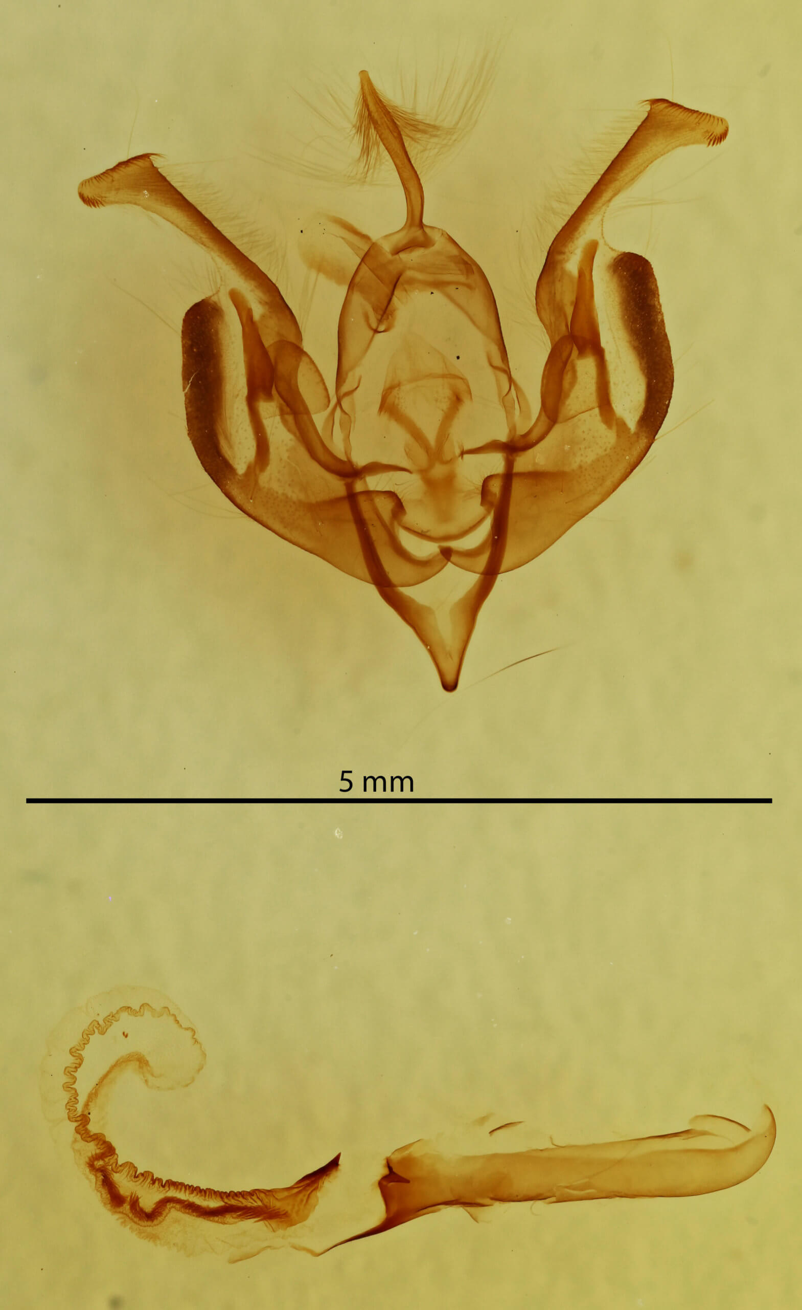 genitalia view of adult Lacinipolia implicata