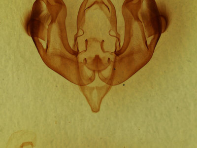 genitalia view of adult Lacinipolia laudabilis