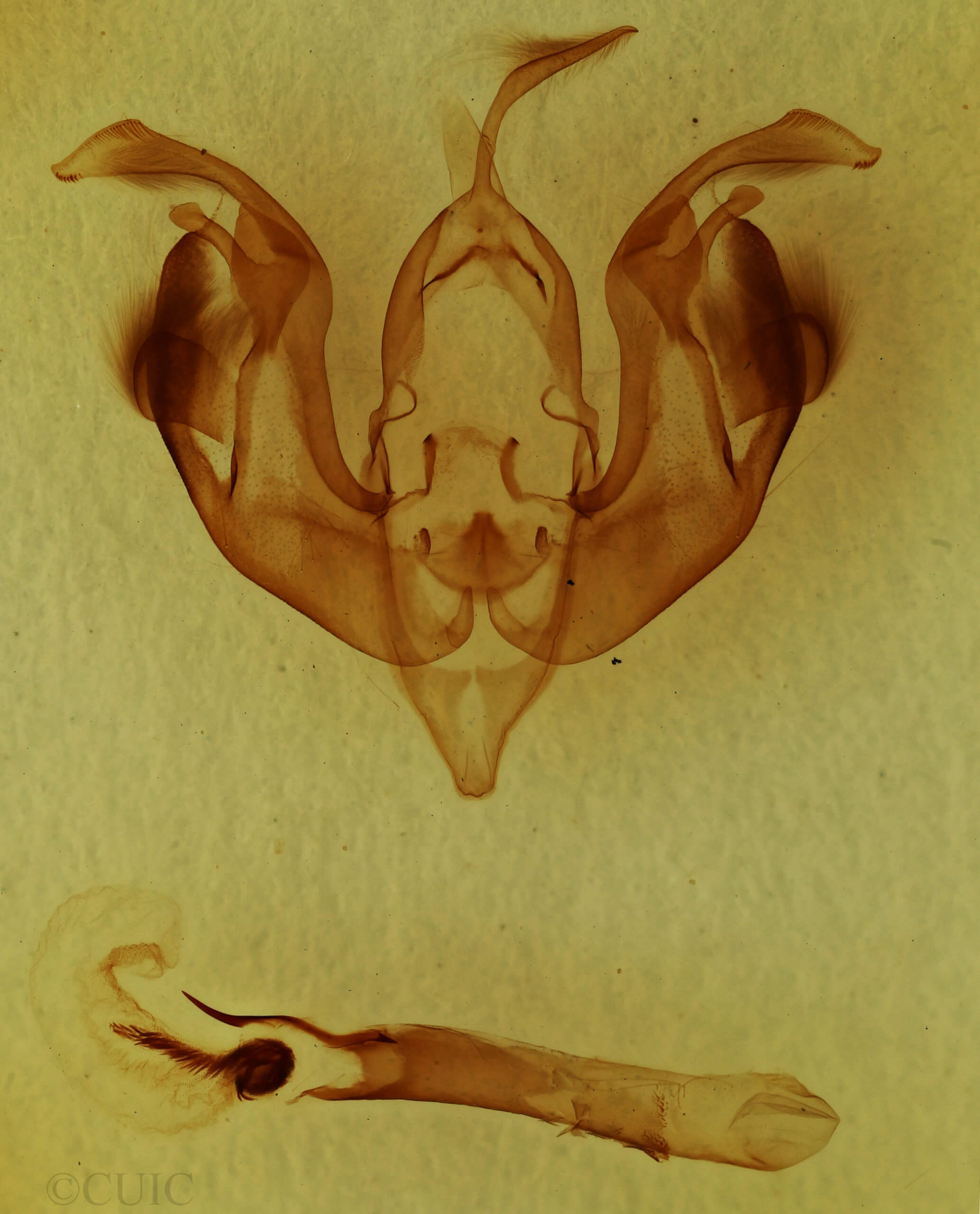genitalia view of adult Lacinipolia laudabilis