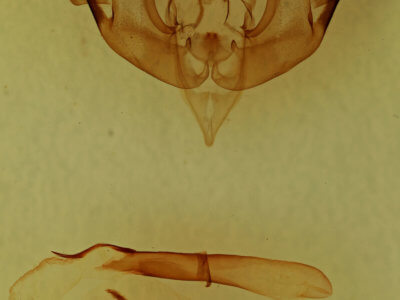 genitalia view of adult Lacinipolia laudabilis