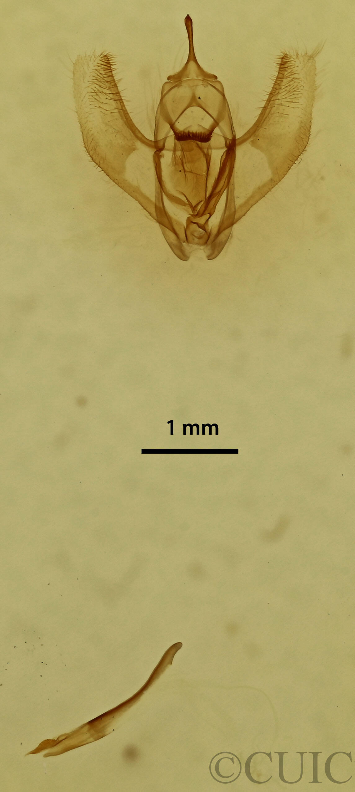 genitalia view of adult Ectropis crepuscularia
