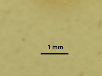 genitalia view of adult Lambdina fervidaria