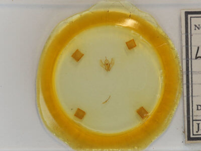 slide view of adult Ectropis crepuscularia