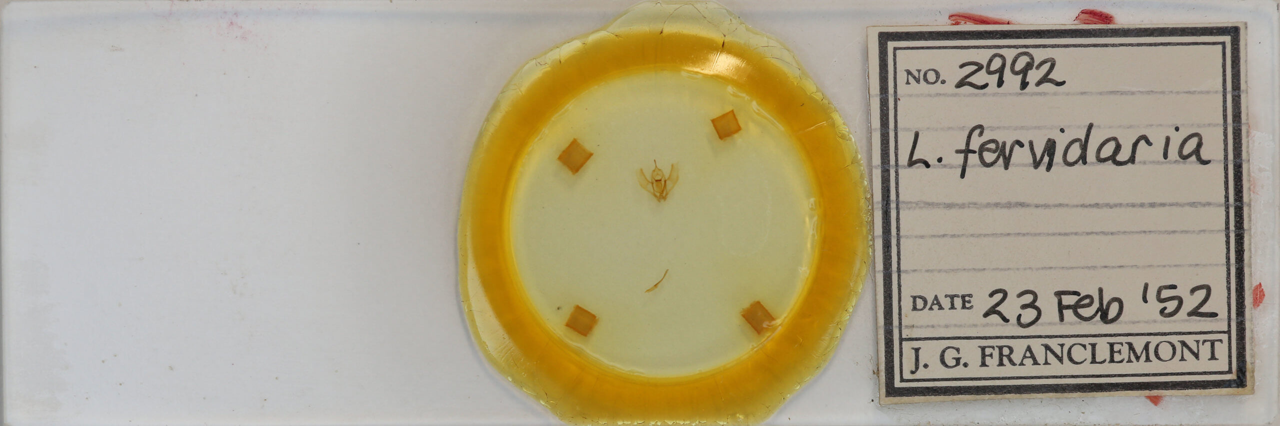 slide view of adult Ectropis crepuscularia