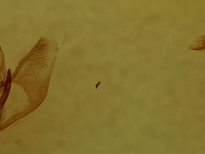 genitalia view of adult Lambdina fervidaria