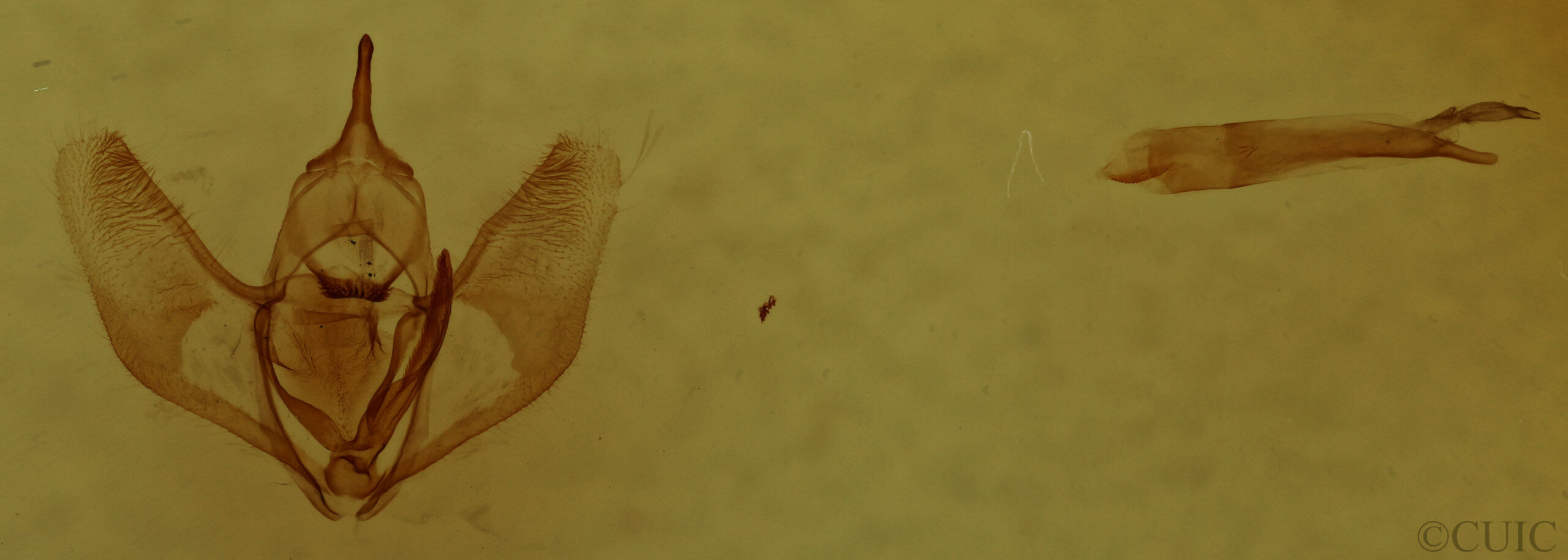 genitalia view of adult Lambdina fervidaria