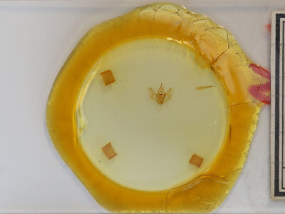 slide view of adult Lambdina fervidaria