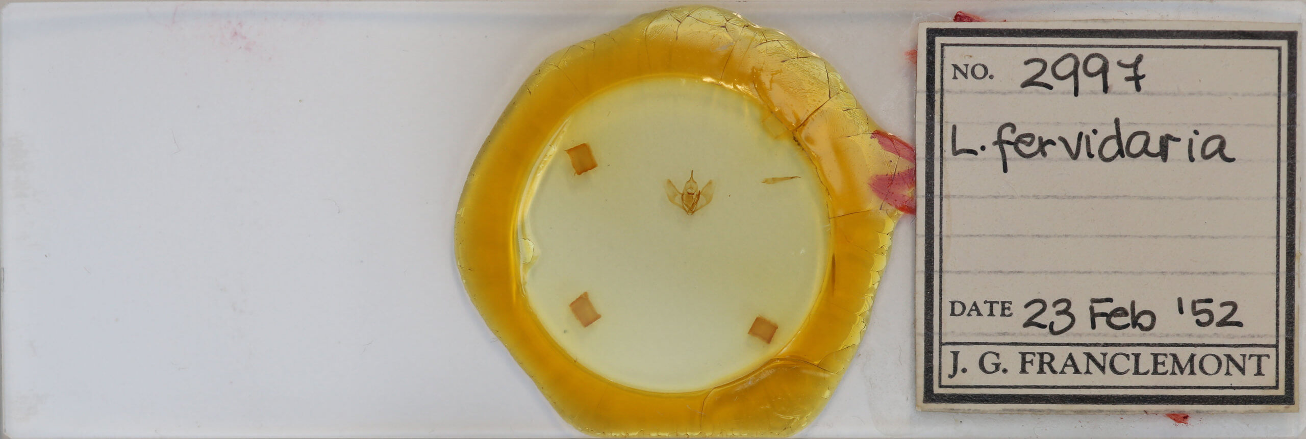 slide view of adult Lambdina fervidaria