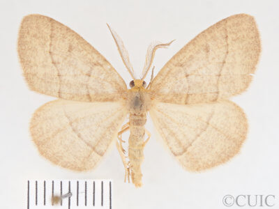 dorsal view of adult Lambdina fervidaria