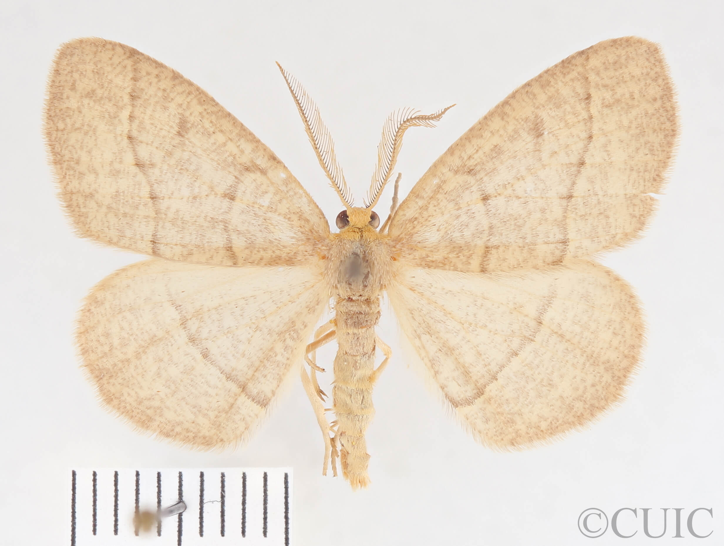 dorsal view of adult Lambdina fervidaria