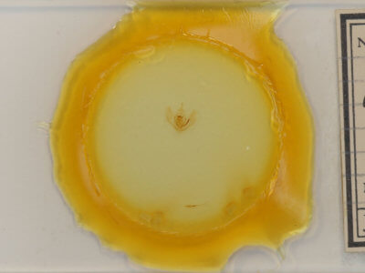 slide view of adult Lambdina fervidaria