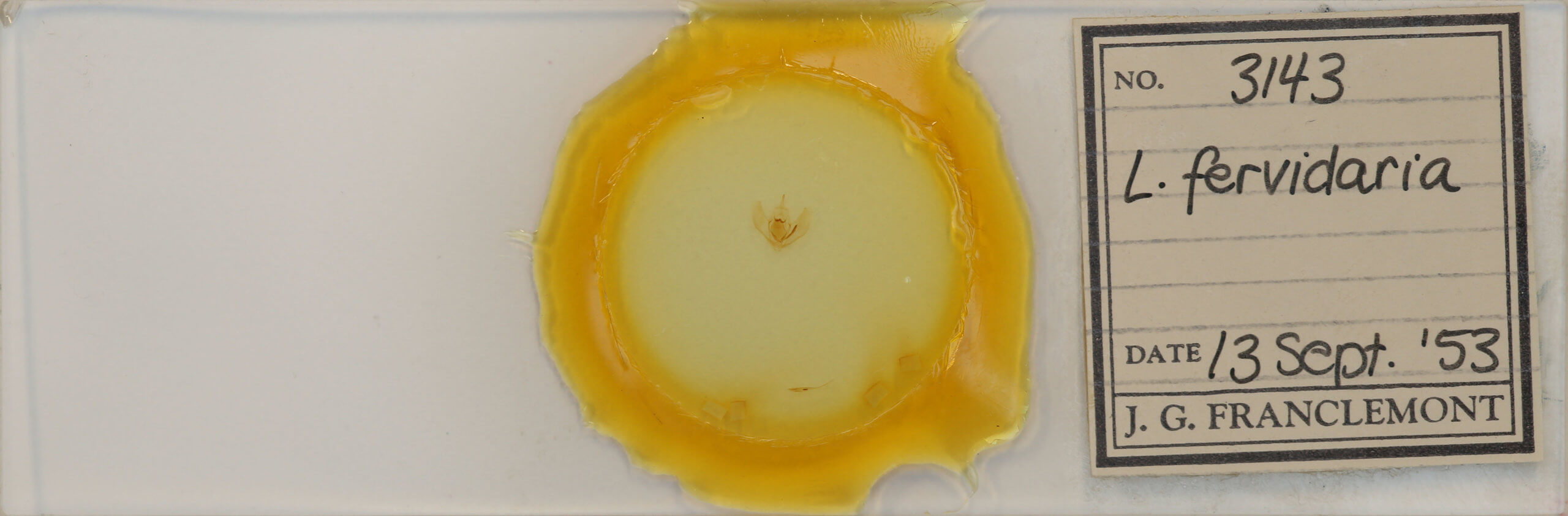 slide view of adult Lambdina fervidaria