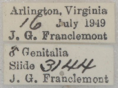 label view of adult Lambdina fervidaria