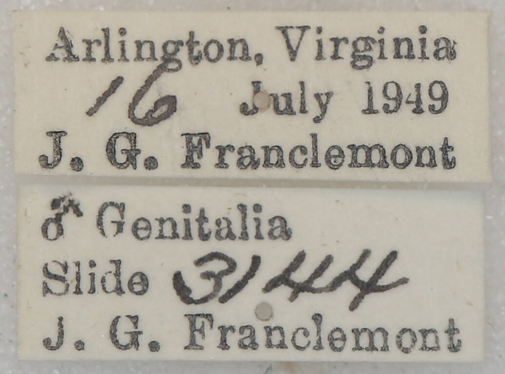 label view of adult Lambdina fervidaria