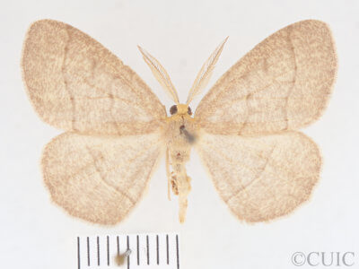 dorsal view of adult Lambdina fervidaria