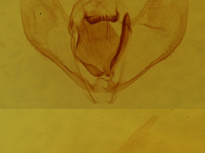 genitalia view of adult Lambdina fervidaria