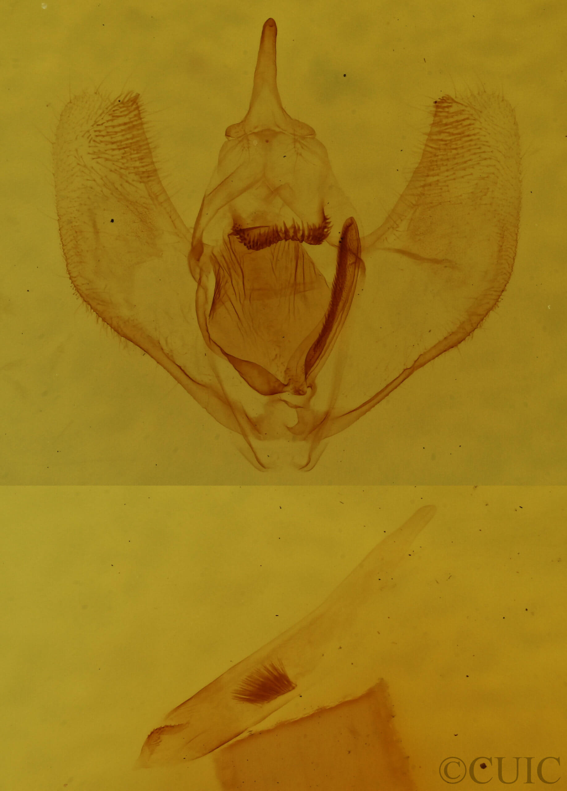 genitalia view of adult Lambdina fervidaria
