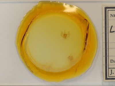 slide view of adult Lambdina fervidaria