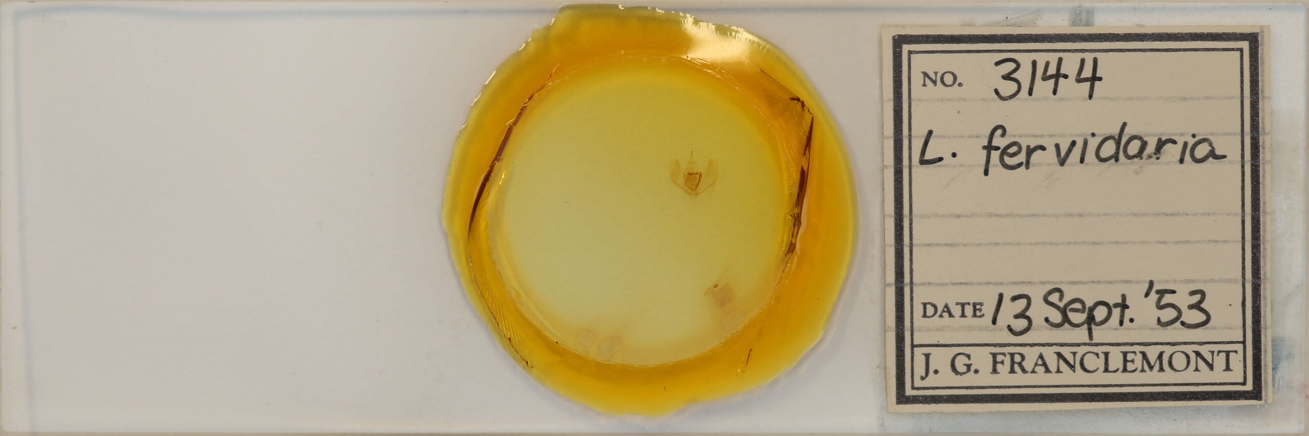 slide view of adult Lambdina fervidaria