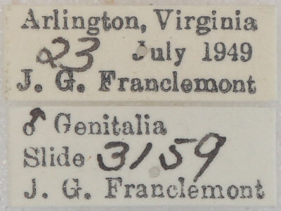 label view of adult Lambdina fervidaria