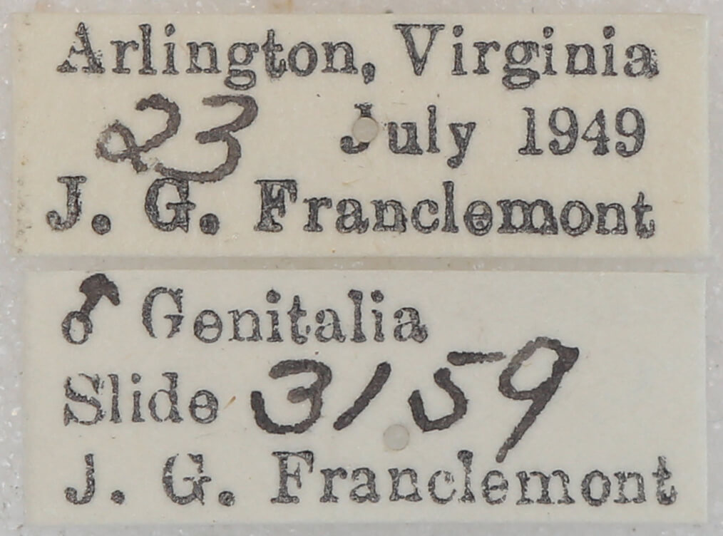 label view of adult Lambdina fervidaria