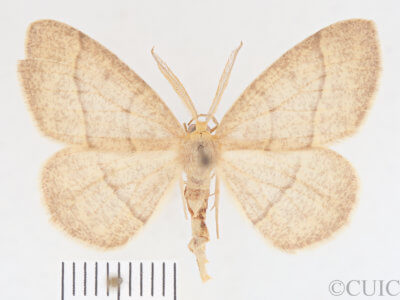 dorsal view of adult Lambdina fervidaria