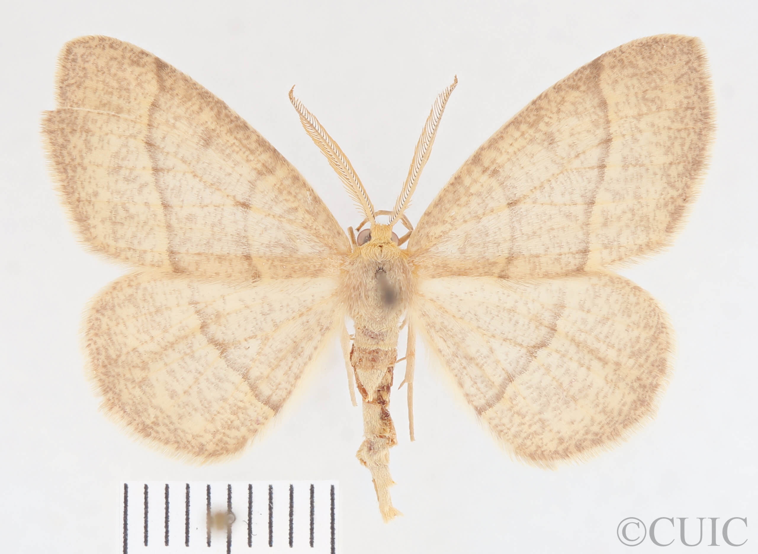 dorsal view of adult Lambdina fervidaria