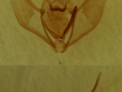 genitalia view of adult Lambdina fervidaria