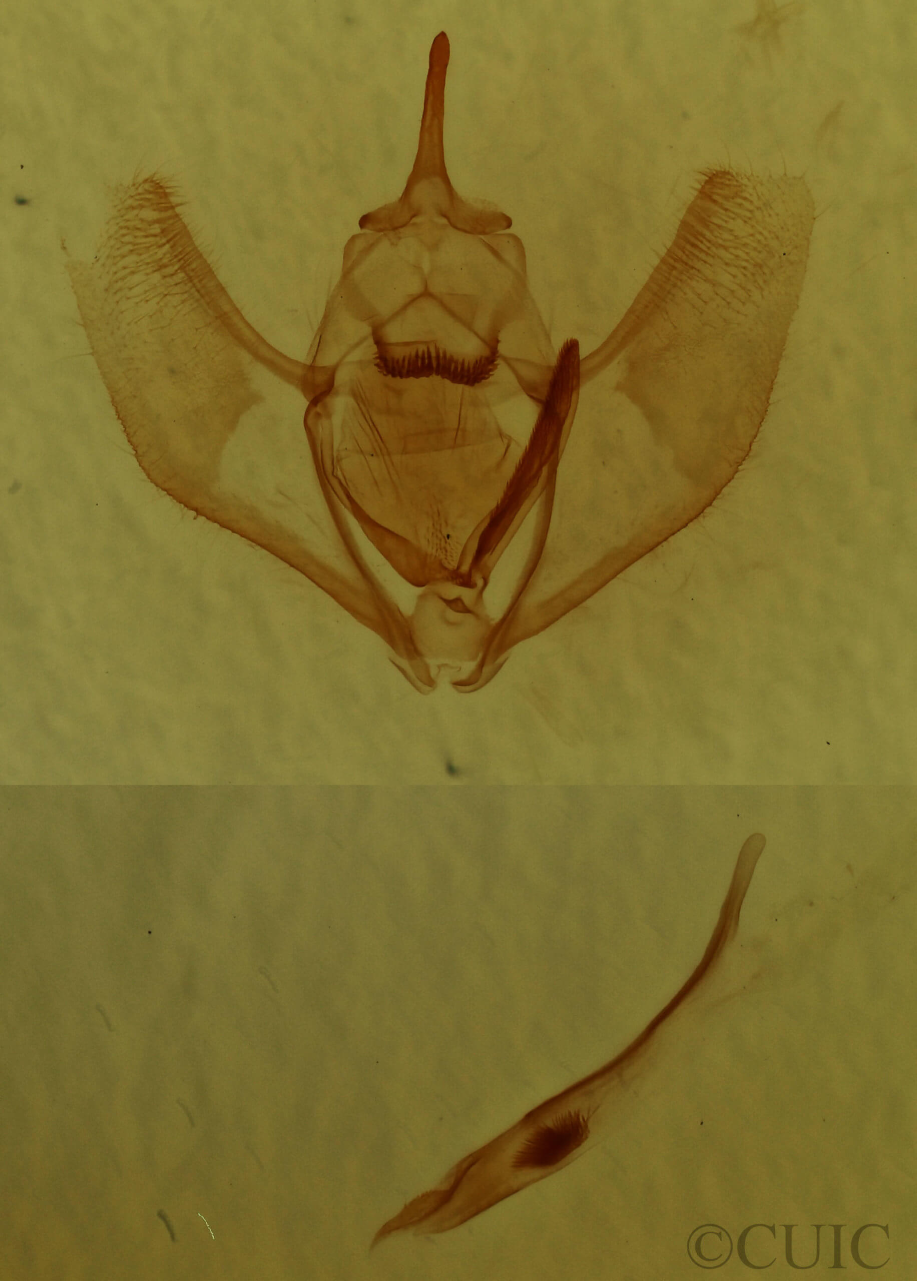 genitalia view of adult Lambdina fervidaria