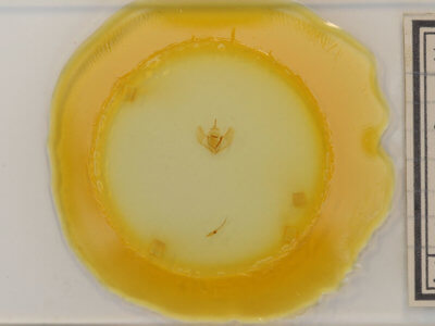 slide view of adult Lambdina fervidaria