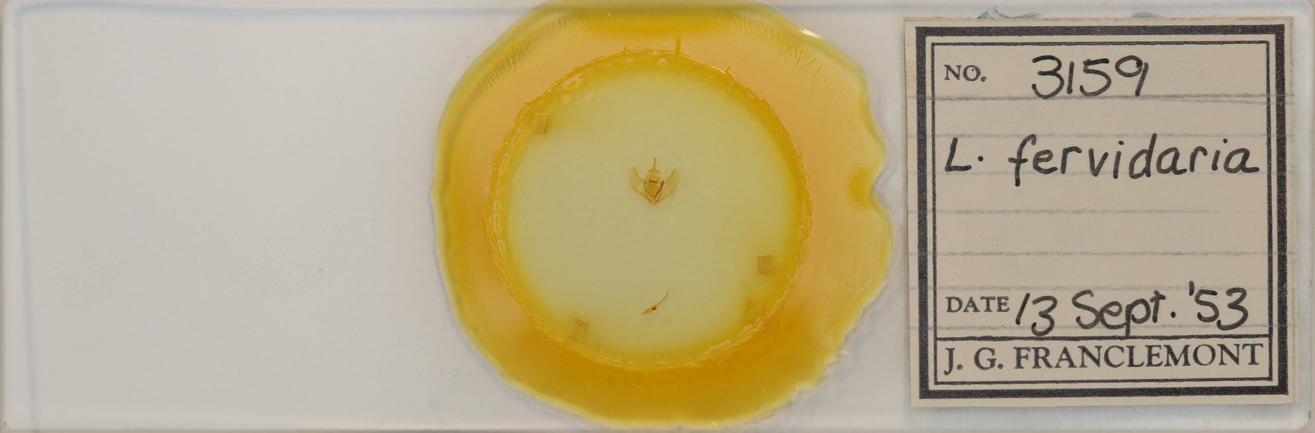 slide view of adult Lambdina fervidaria