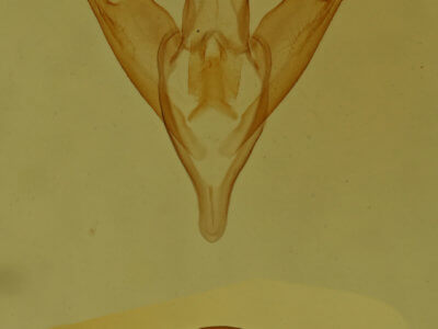 genitalia view of adult Lascoria ambigualis