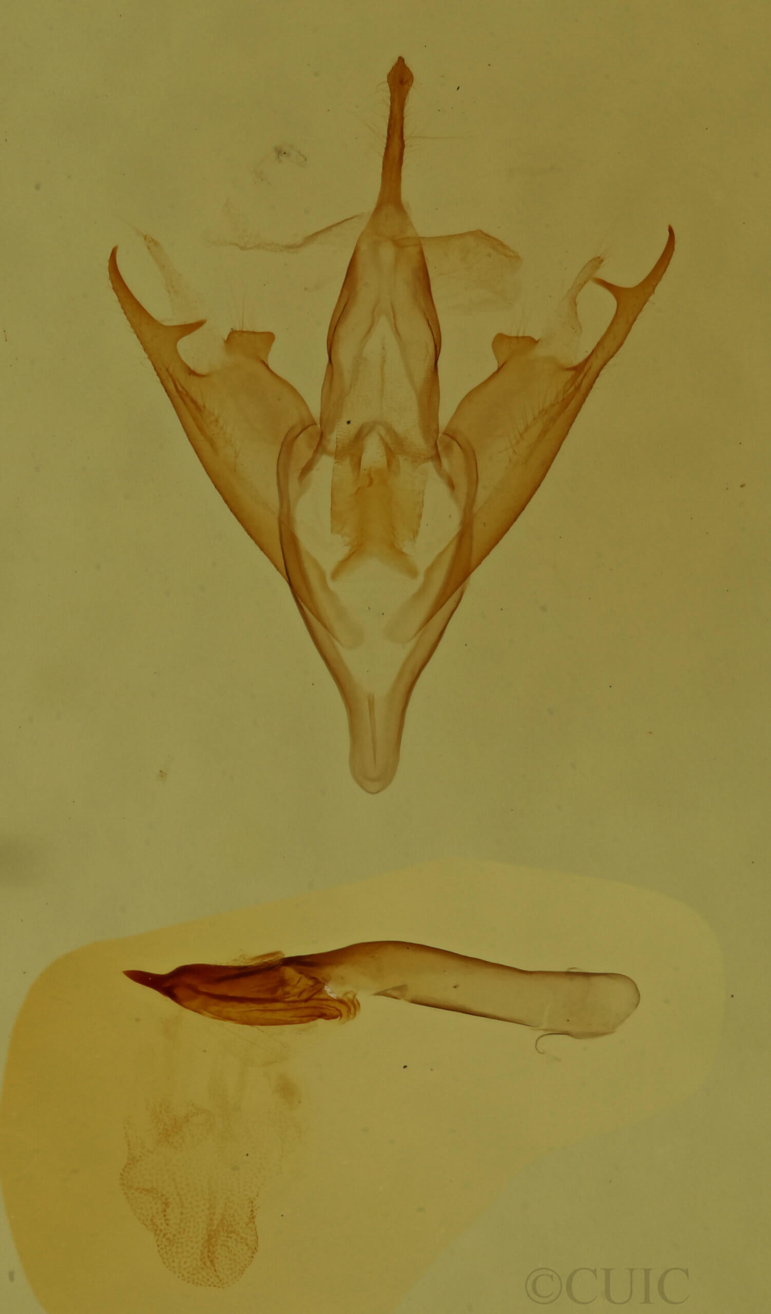 genitalia view of adult Lascoria ambigualis