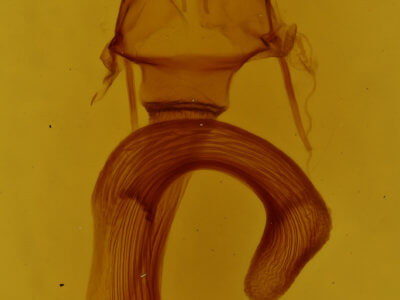 genitalia view of adult Leucania adjuta