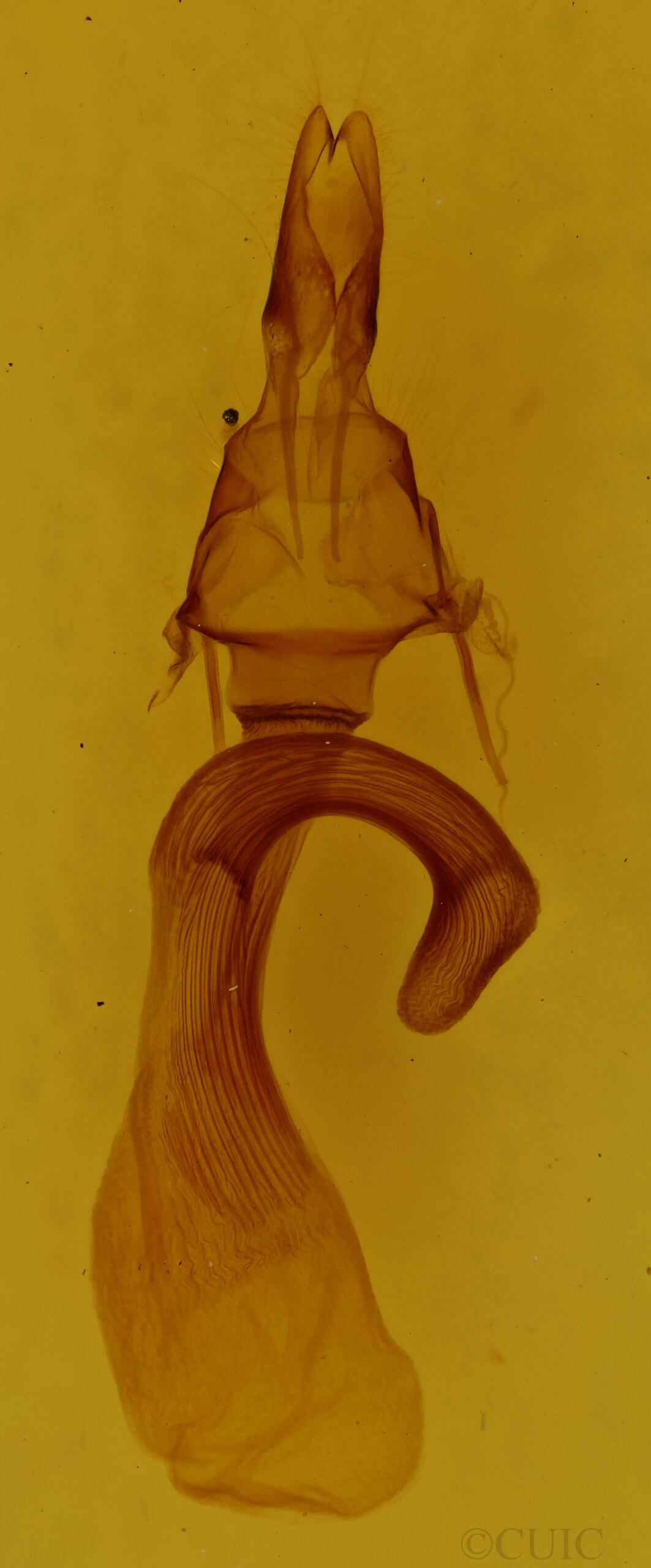 genitalia view of adult Leucania adjuta