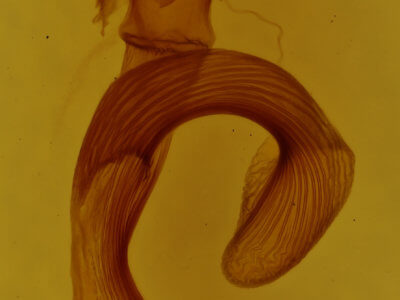 genitalia view of adult Leucania adjuta