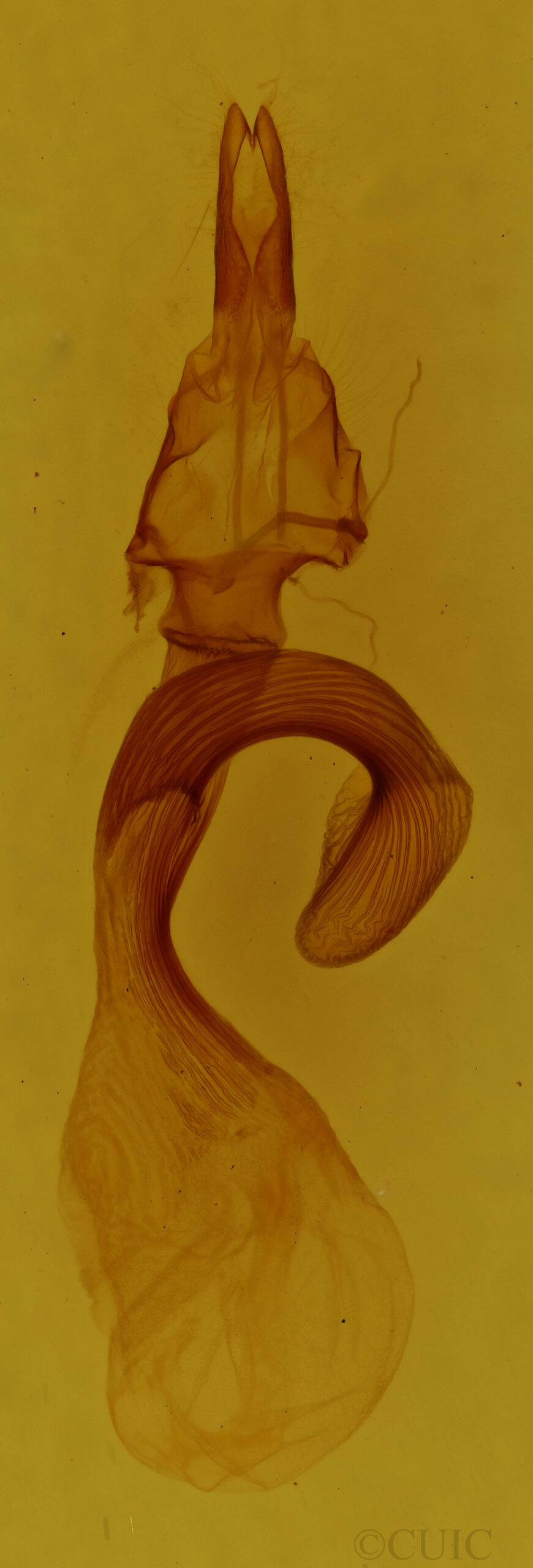 genitalia view of adult Leucania adjuta