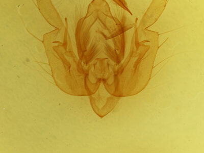 genitalia view of adult Leucania comma