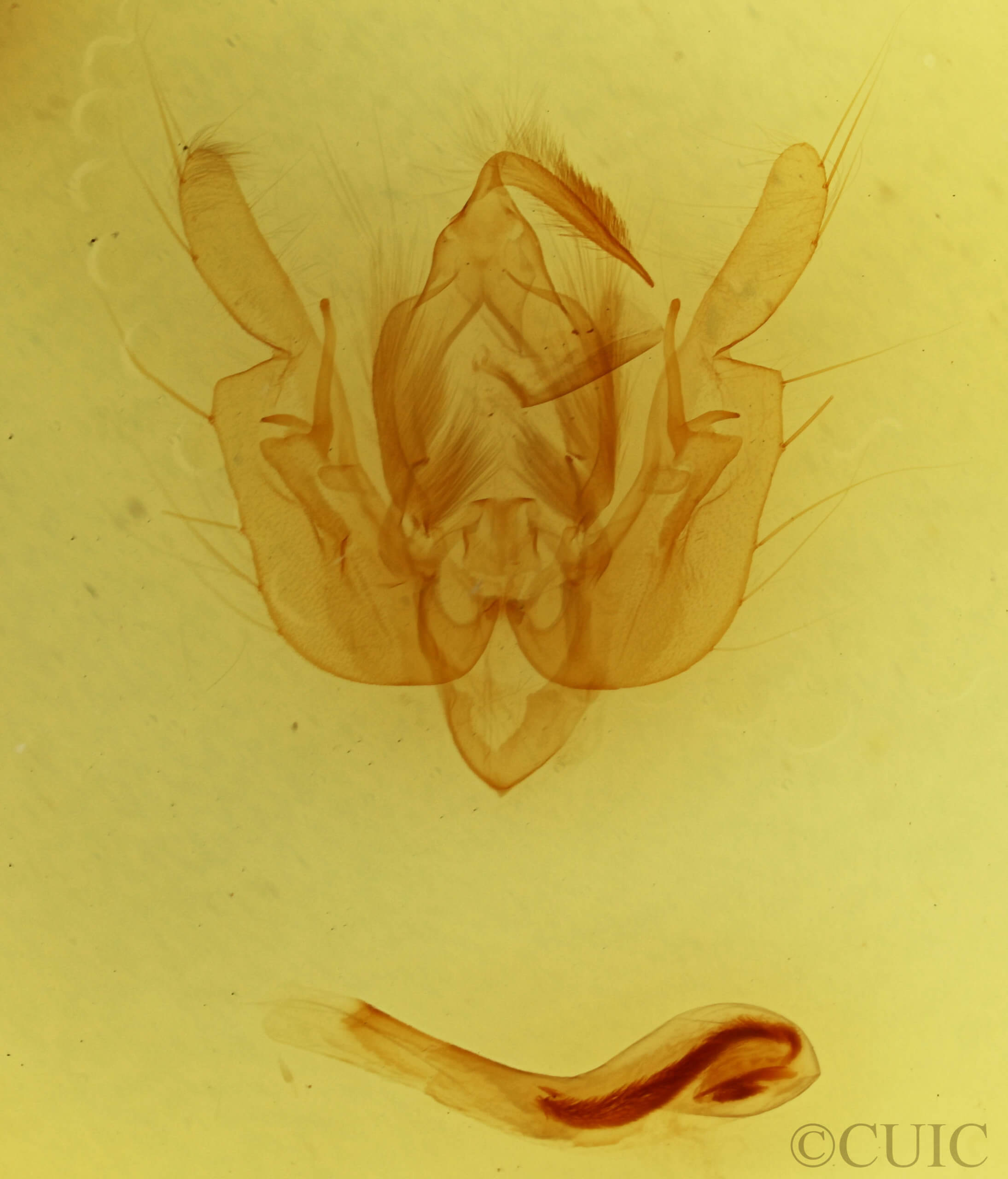 genitalia view of adult Leucania comma
