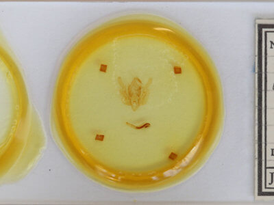 slide view of adult Leucania comma