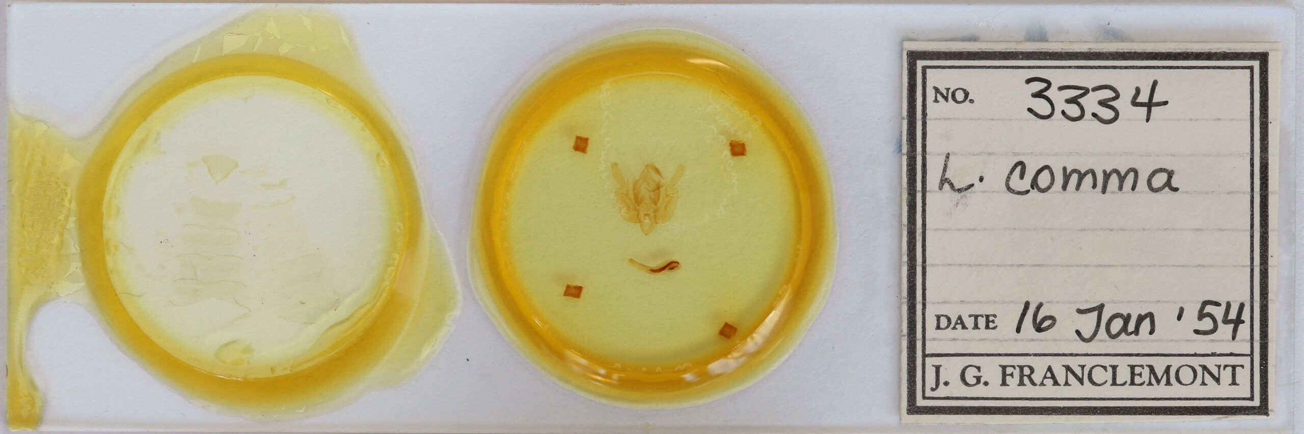 slide view of adult Leucania comma