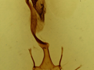 genitalia view of adult Leucania comma