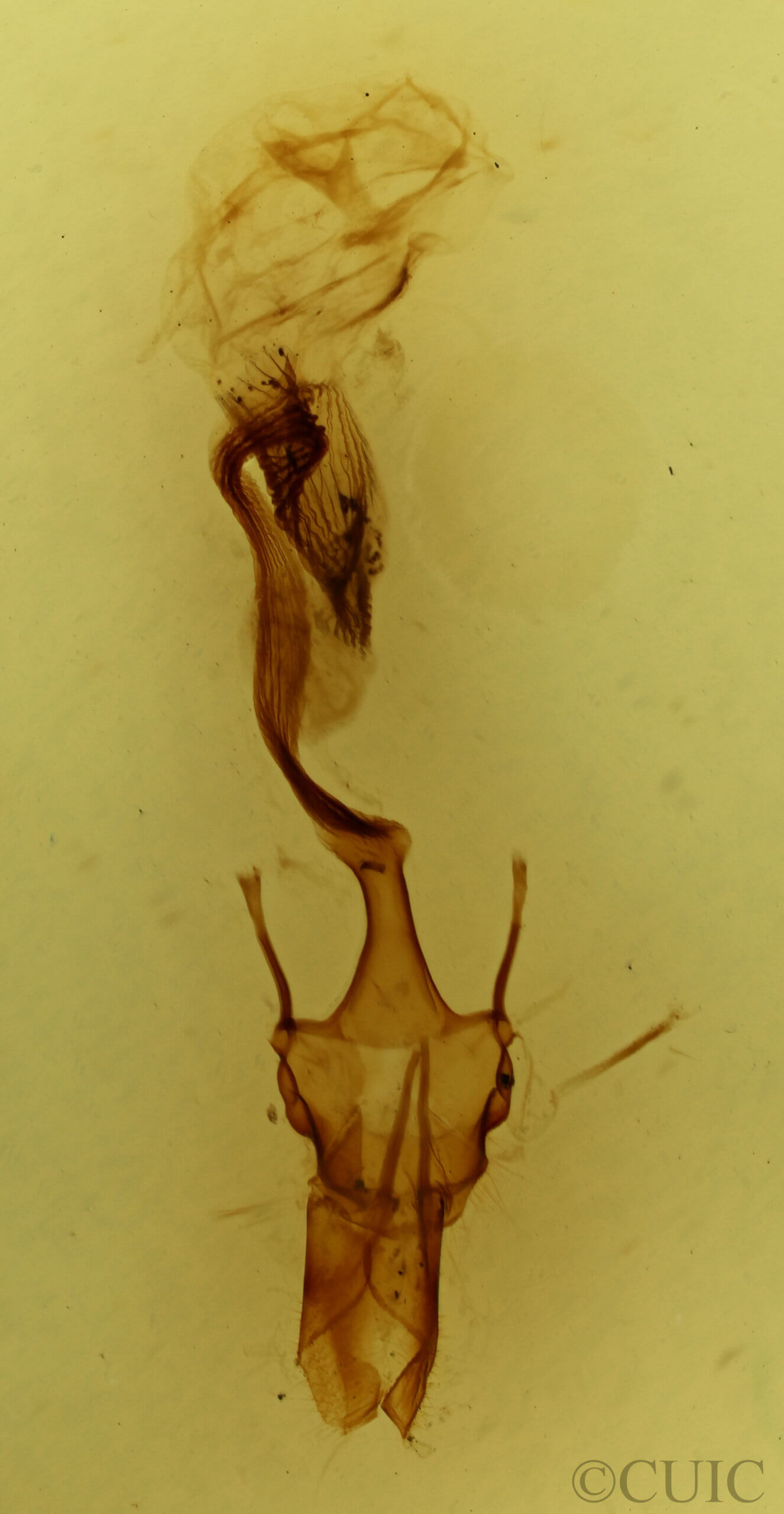 genitalia view of adult Leucania comma