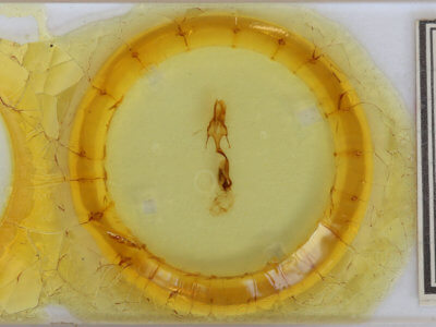 slide view of adult Leucania comma