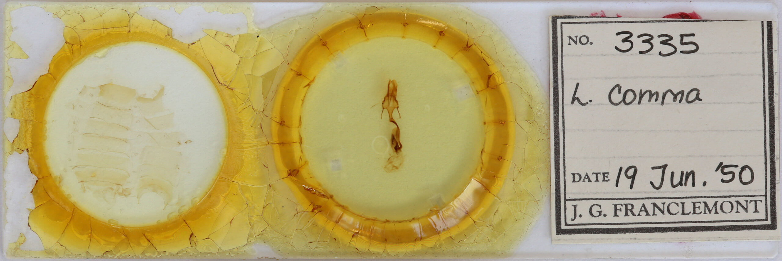 slide view of adult Leucania comma