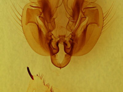 genitalia view of adult Leucania commoides