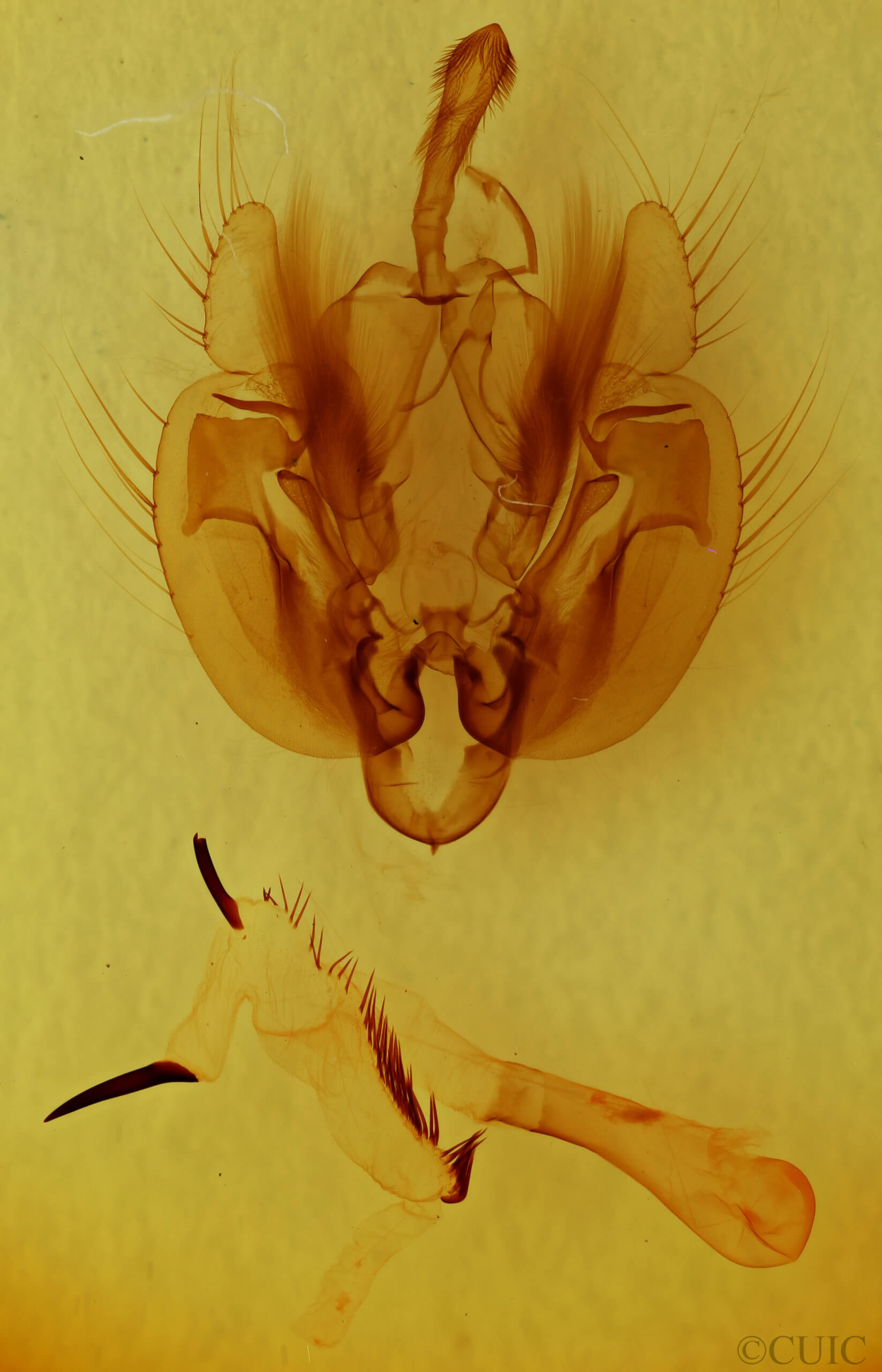 genitalia view of adult Leucania commoides