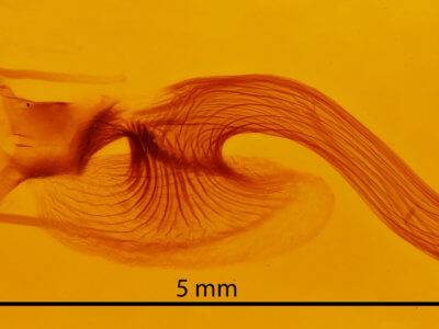 genitalia view of adult Leucania humidicola